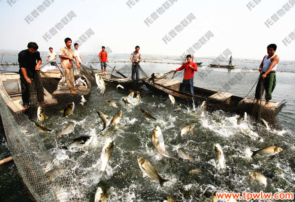 邁向高效可持續(xù)水產(chǎn)養(yǎng)殖新時(shí)代，最新魚養(yǎng)殖技術(shù)揭秘